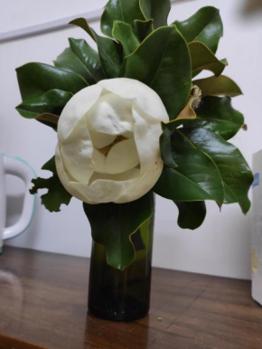 Magnolia